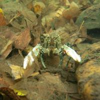 Crayfish 
