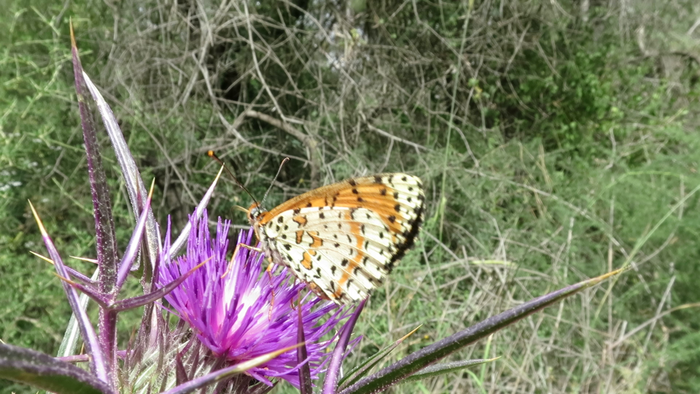 The Melitaea didyma butterfly, found on Menara Cliff, northern Israel. Video by Vladimir Lukhtanov