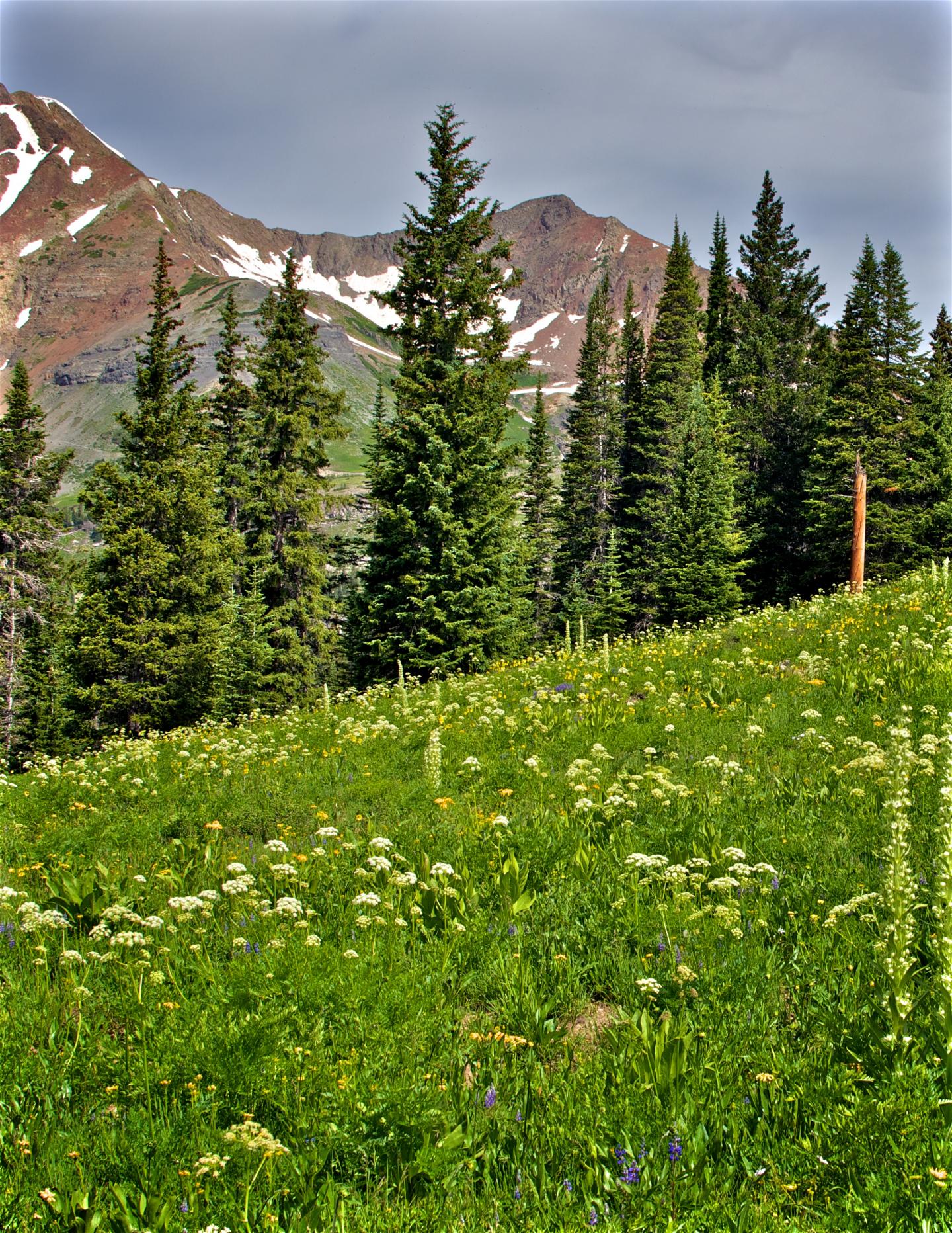 Mountain Meadow