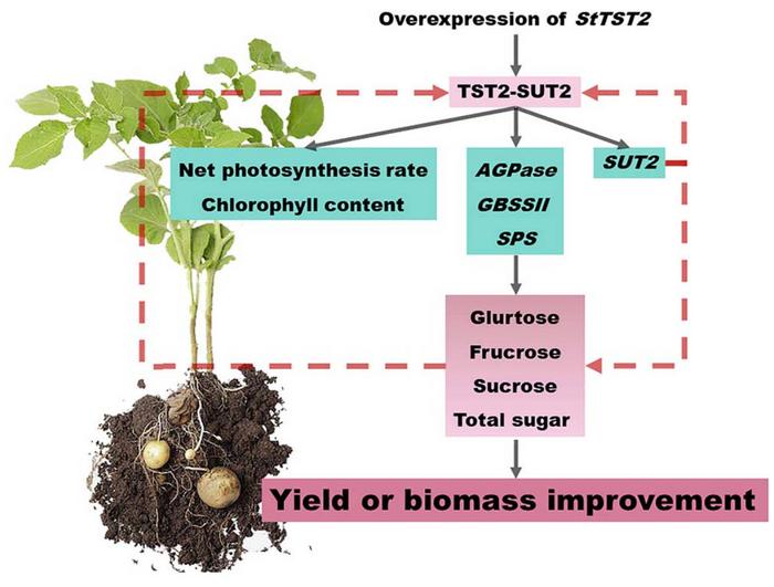 A proposed StTST2-mediated model regulating cellular sugar partitioning and tuber yield in potato.