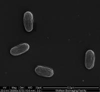 <i>E. coli</i> bacteria