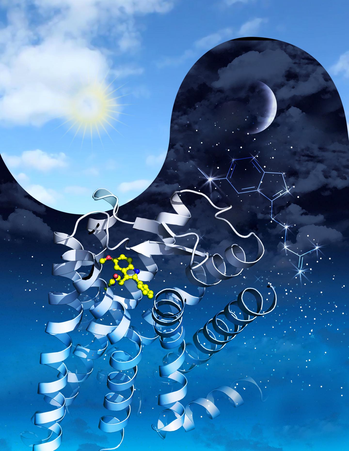 Melatonin