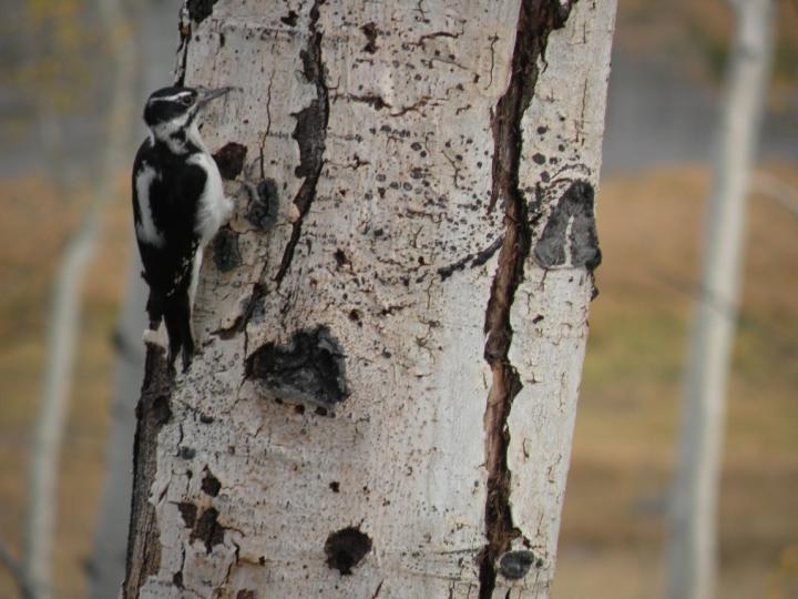 Hairy Woodpecker