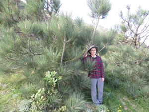 Researcher stands among Torrey pine trees in southern California