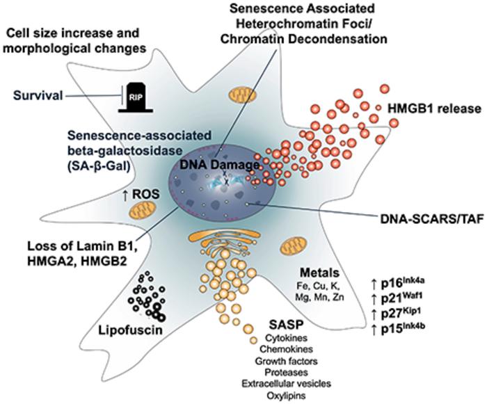 Blue period - features of senescence 30 years after beta-galactosidase