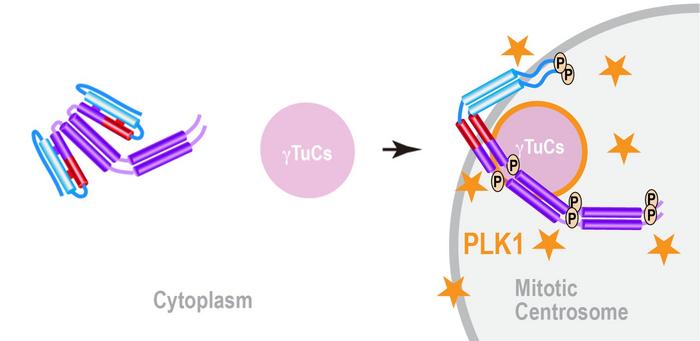 SPD-5 unfolds when activated to kickstart spindle formation