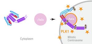 SPD-5 unfolds when activated to kickstart spindle formation