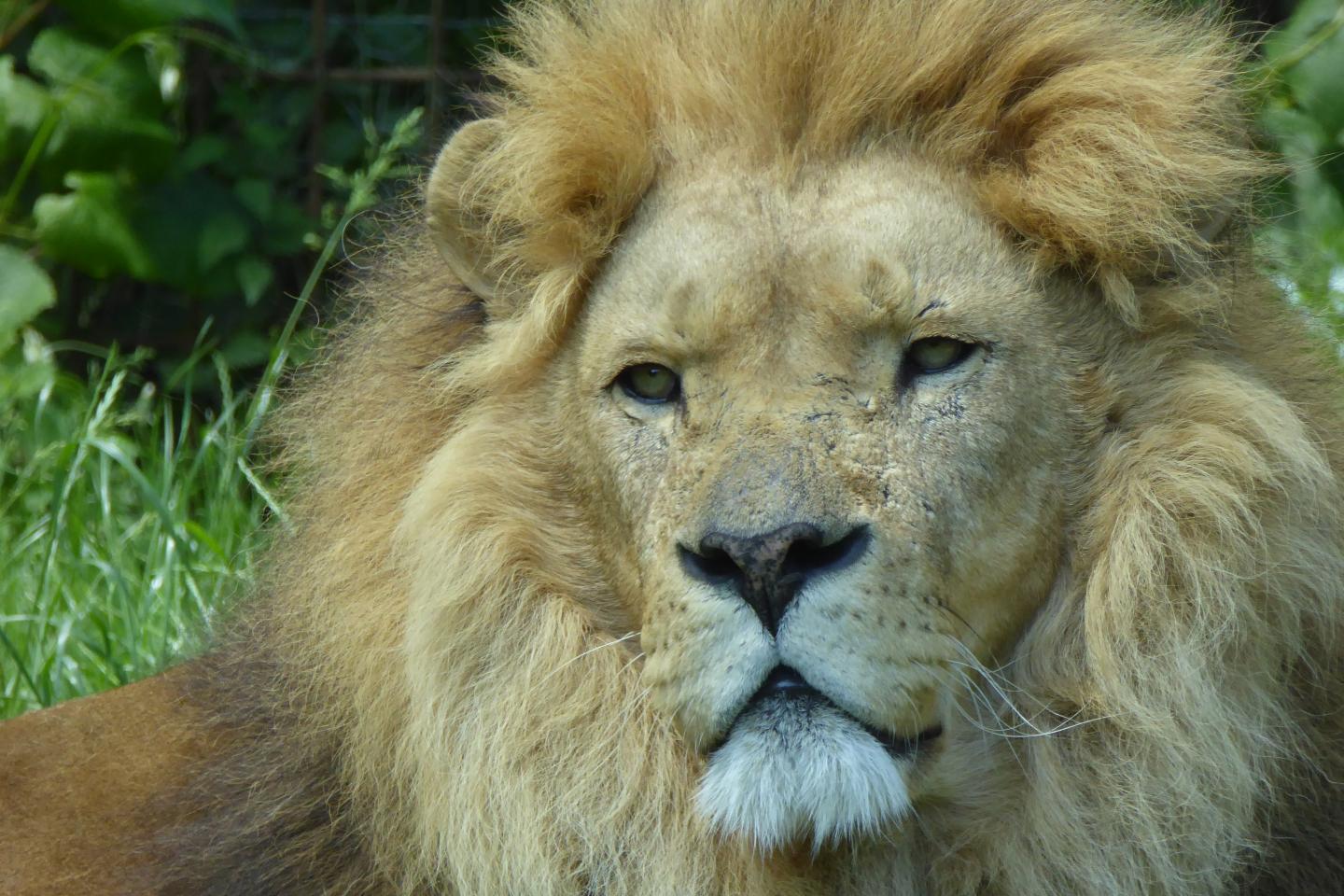 Lion