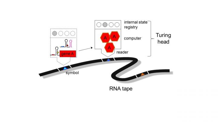 Figure Showing RNA Sequence of Command
