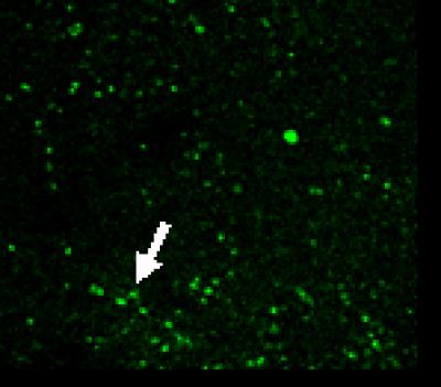 Transfection