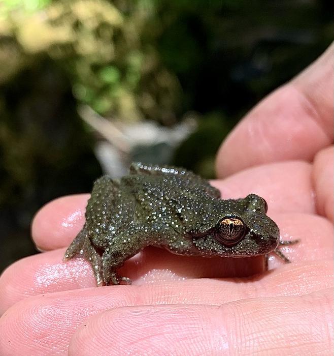 Coastal tailed frog