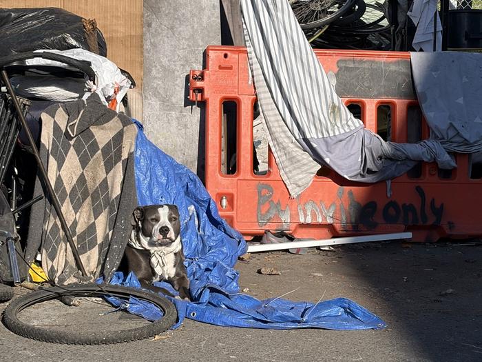 Berkeley dog