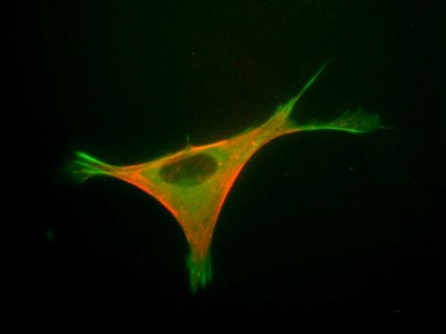 Mouse Cell