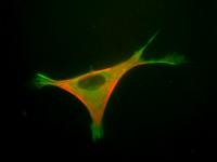 Mouse Cell