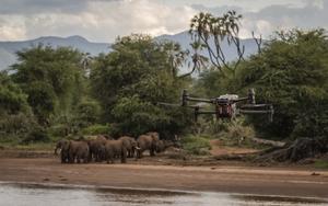 Drone and elephants