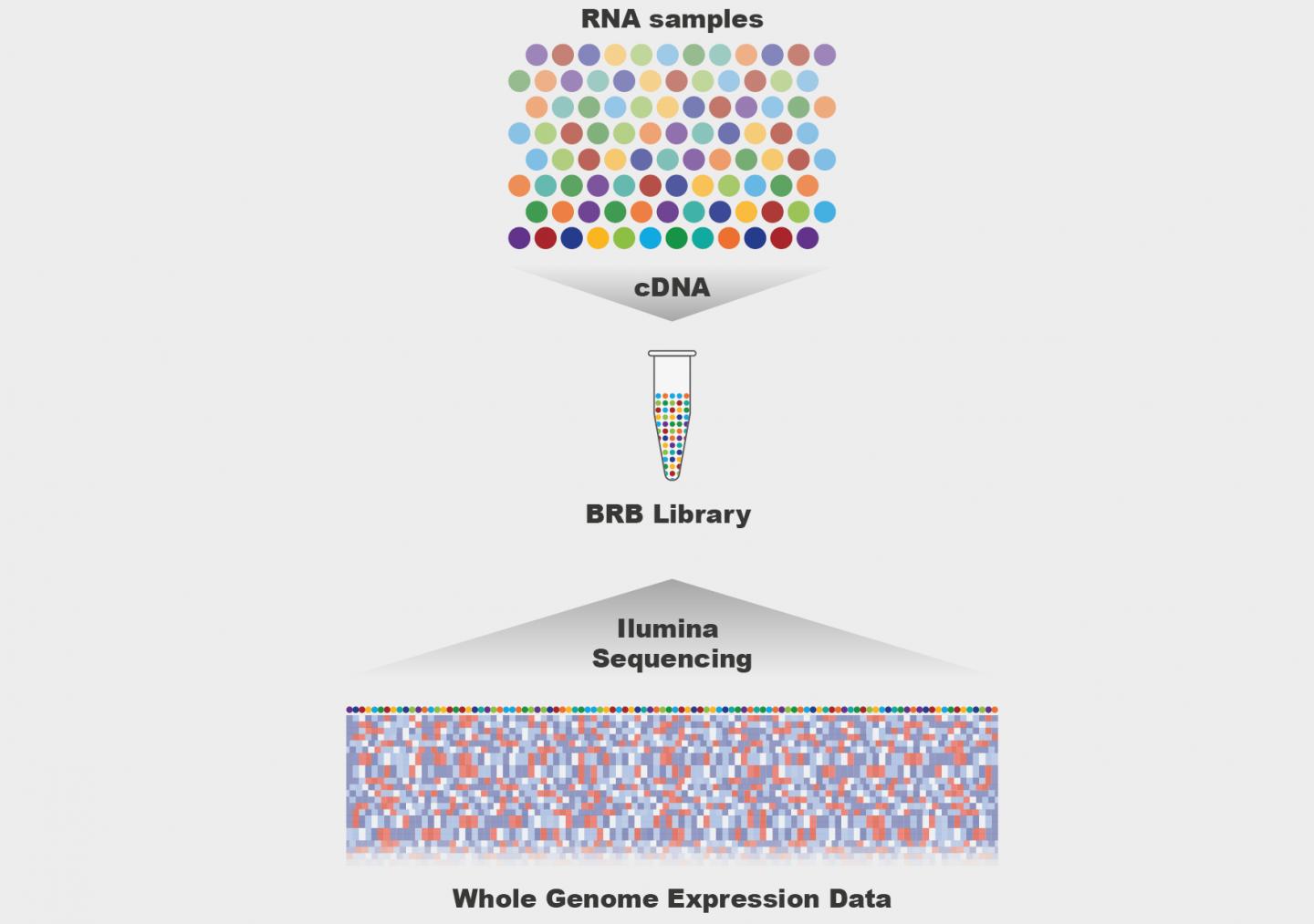 BRB-seq Method