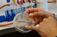 A Combination or Two Bacteria Genera Improves Plant's Health