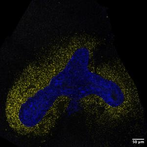 AI model decodes the language cells use to communicate