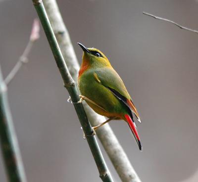 Fire-tailed Myzornis