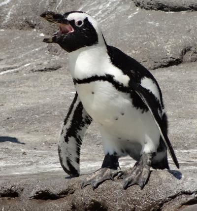 African Penguin