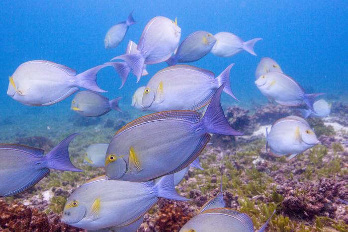 School of Surgeonfish fish at Coiba Island in Panama