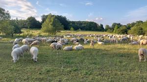 Livestock grazing at the Kerstlingeröder Feld, Göttingen, Germany.