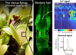 Figure: Single-cell recordings of calcium and electrical signals in the Venus flytrap sensory hair
