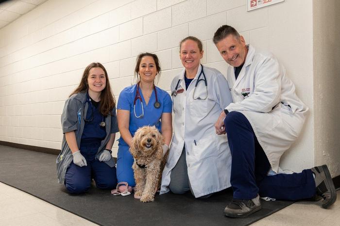 Dogs play a role in brain cancer trial