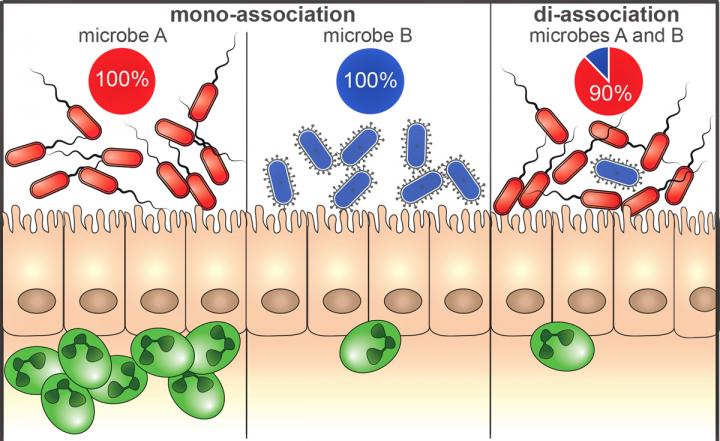 Impact on Neutrophil Response to Bacteria