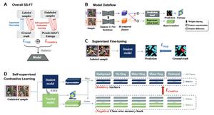 Illustration of the proposed SS-FT framework.