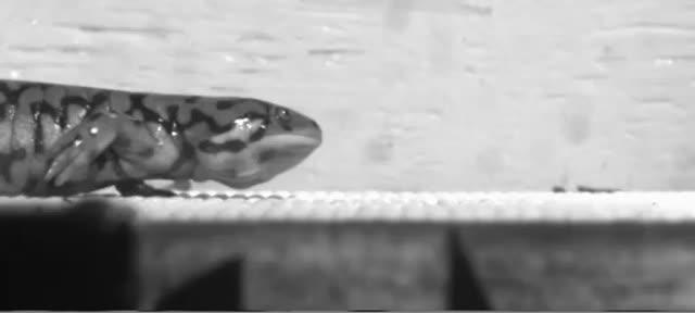 Salamander Stroll