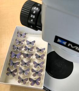 Butterfly samples under a microscope