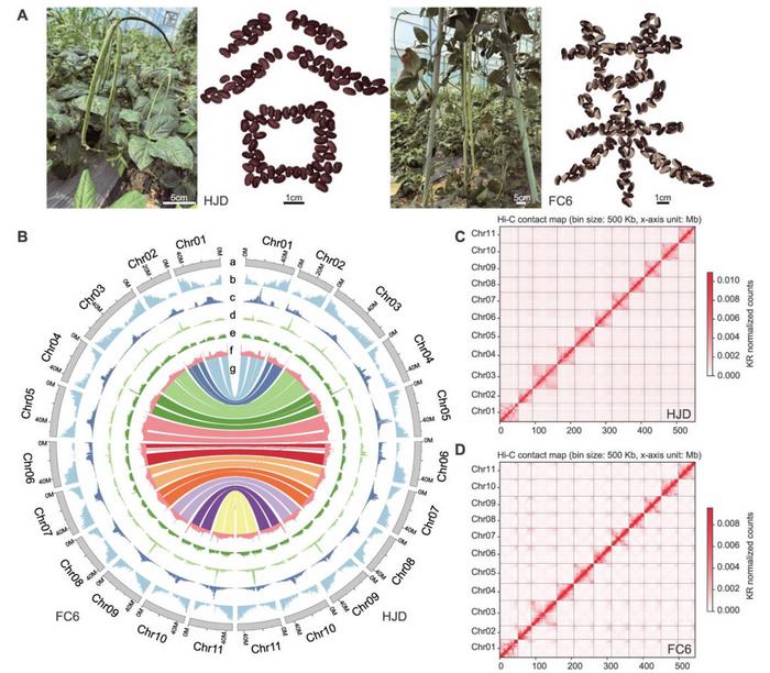 Assembly and genomic features of grain-type cowpea HJD and vegetable-type cowpea FC6.