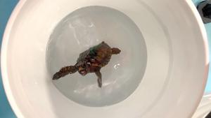 A young loggerhead turtle 'dancing'