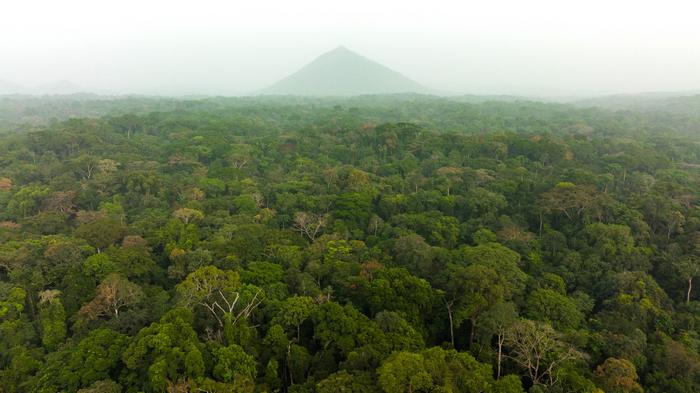 Aerial view of Cross River National Park