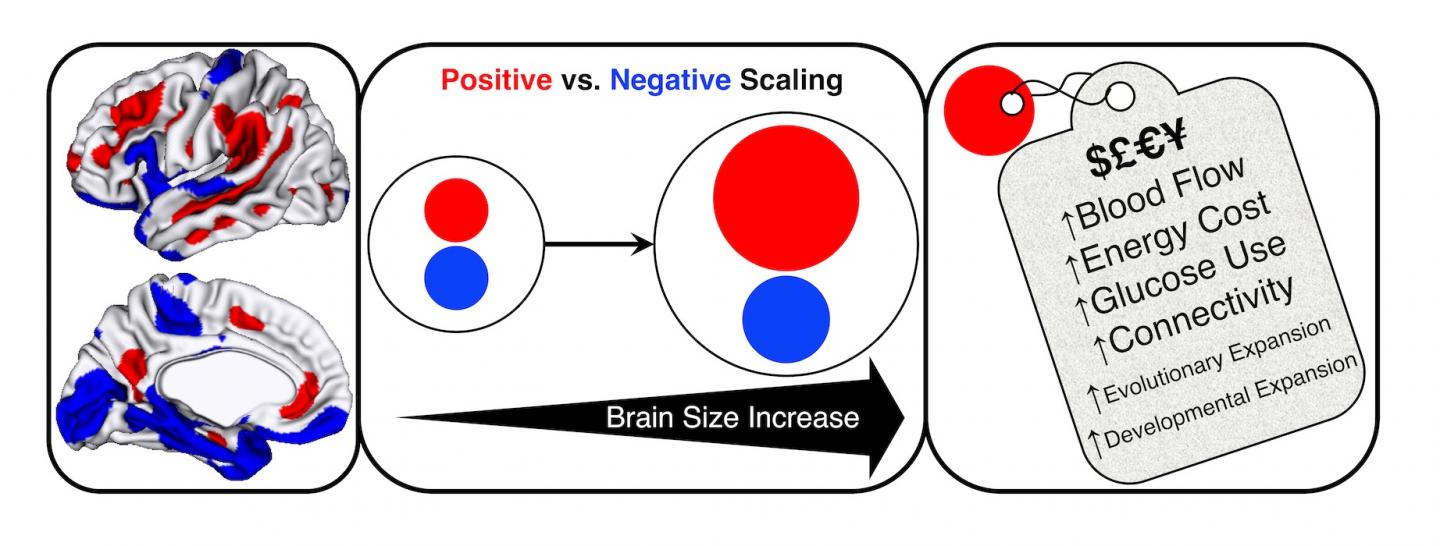 Scaling Infographic