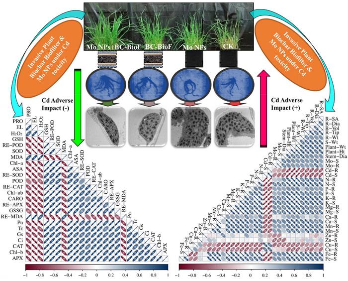 Biological insights into alleviating heavy metal toxicity through the simultaneous supply of biochar biofilters derived from the Mikania micrantha and molybdenum nanoparticles