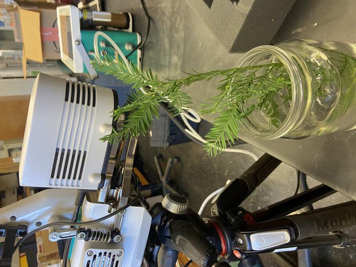 redwood branch in water jar in lab