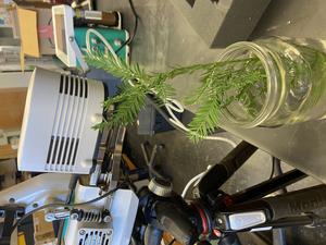 redwood branch in water jar in lab
