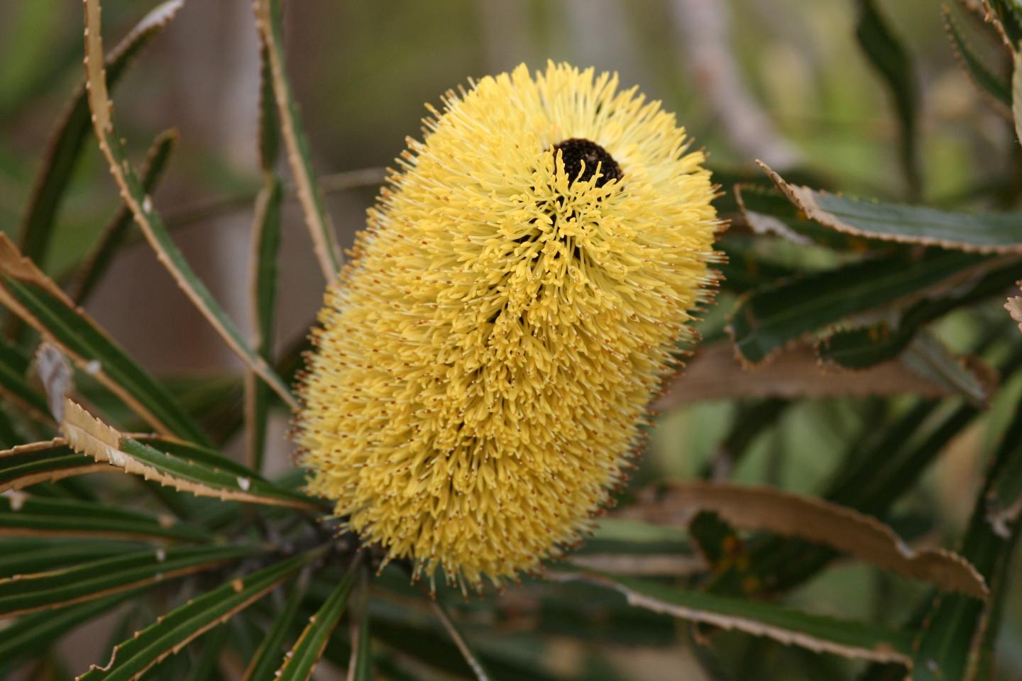<i>Banksia attenuata</i>