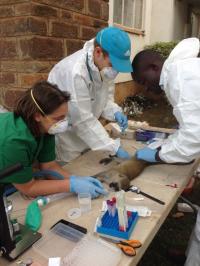 Wildlife Sampling