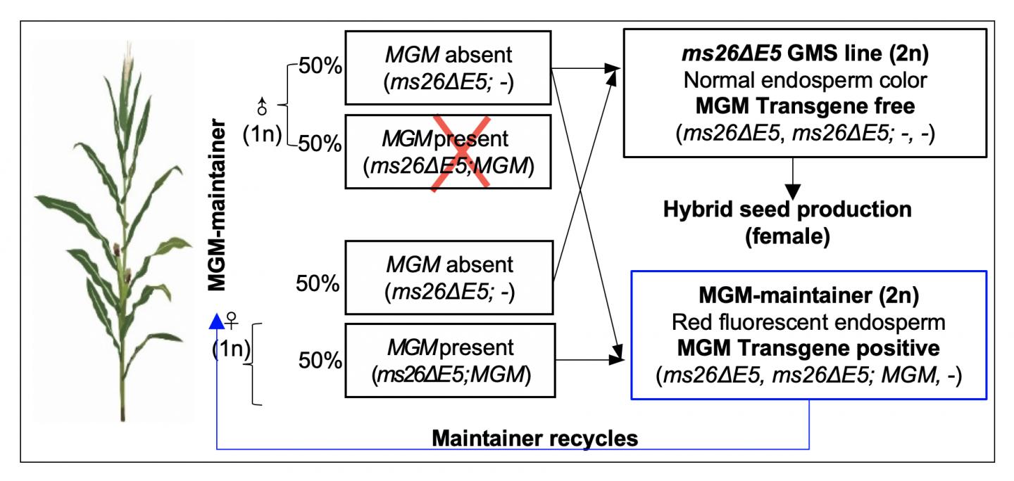 Hybrid Seed Workflow