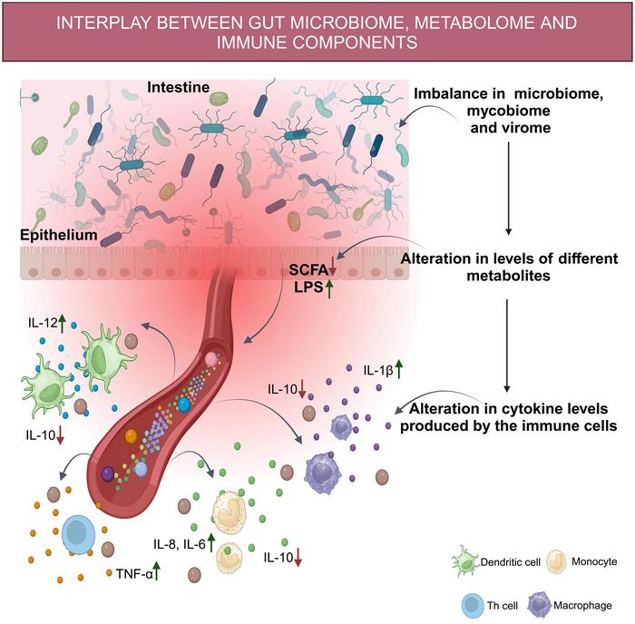 Dynamics between the gut microbiome, metabolome, and immunological components in IBD (created using BioRender)
