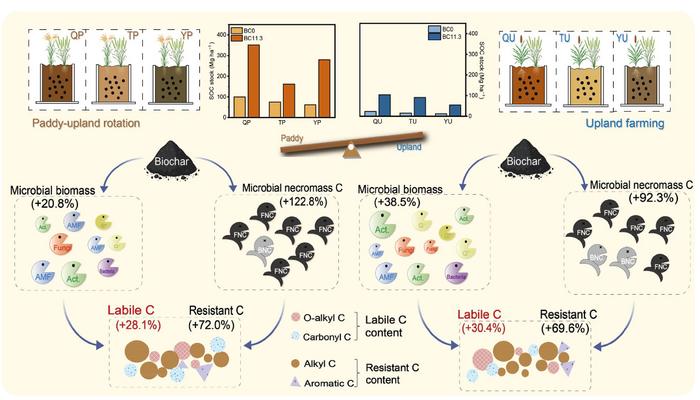 Contrasting microbial carbon transformation pathways drive differential SOC sequestration in long-term biochar-amended paddy and upland soils