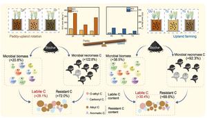 Contrasting microbial carbon transformation pathways drive differential SOC sequestration in long-term biochar-amended paddy and upland soils
