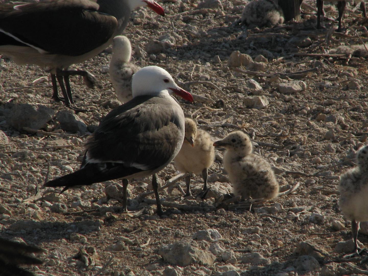 Heermann's Gull With Chicks