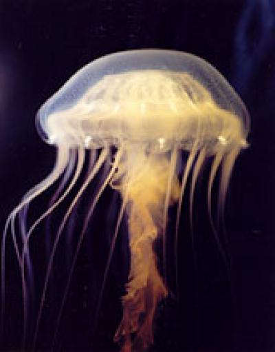 <i>Chrysaora quinquecirrhe</i>