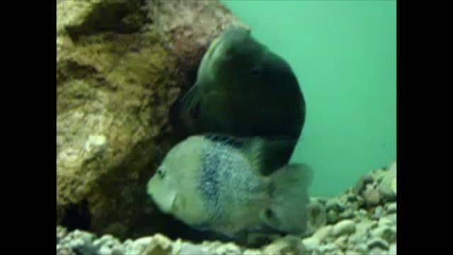 Cichlid Darts to Reproduce