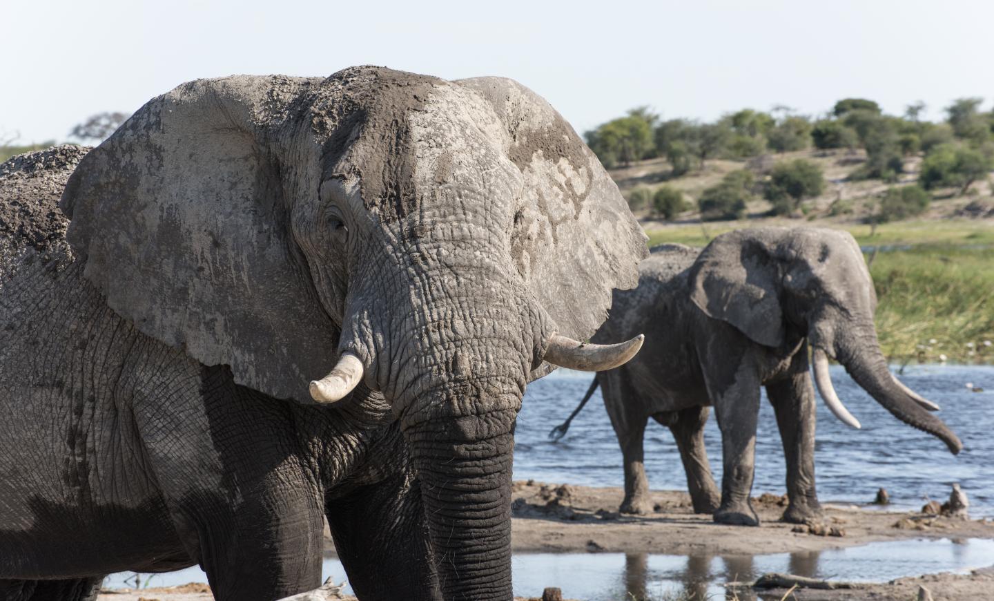 Male elephants