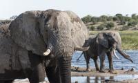 Male elephants